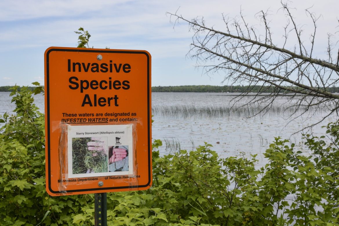 New York Allocates $3 Million to Combat Invasive Species Threat