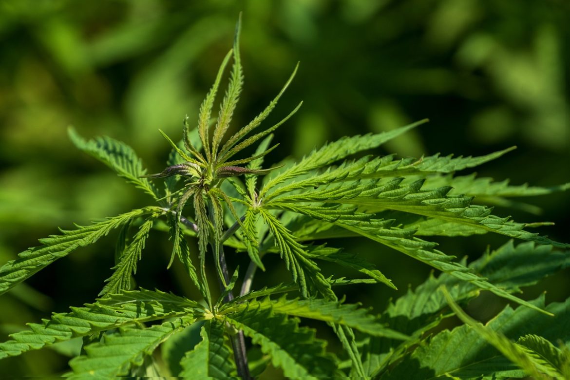 Historic Decision Germany Votes to Legalize Recreational Cannabis
