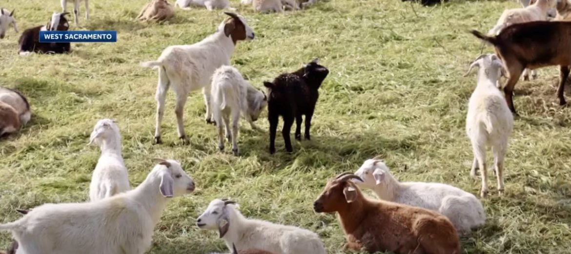 CA Grazing Goats: Goats Return to West Sacramento Mowing Down Wildfire Risks
