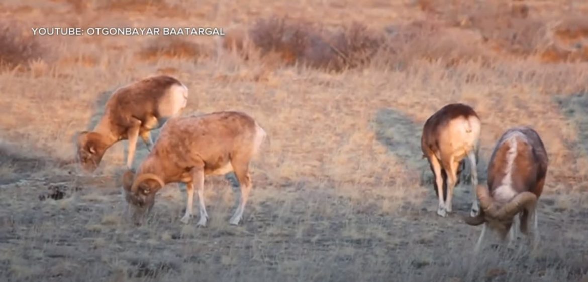 Montana Rancher Pleads Guilty to Felonies in Giant Sheep Hybrids Case