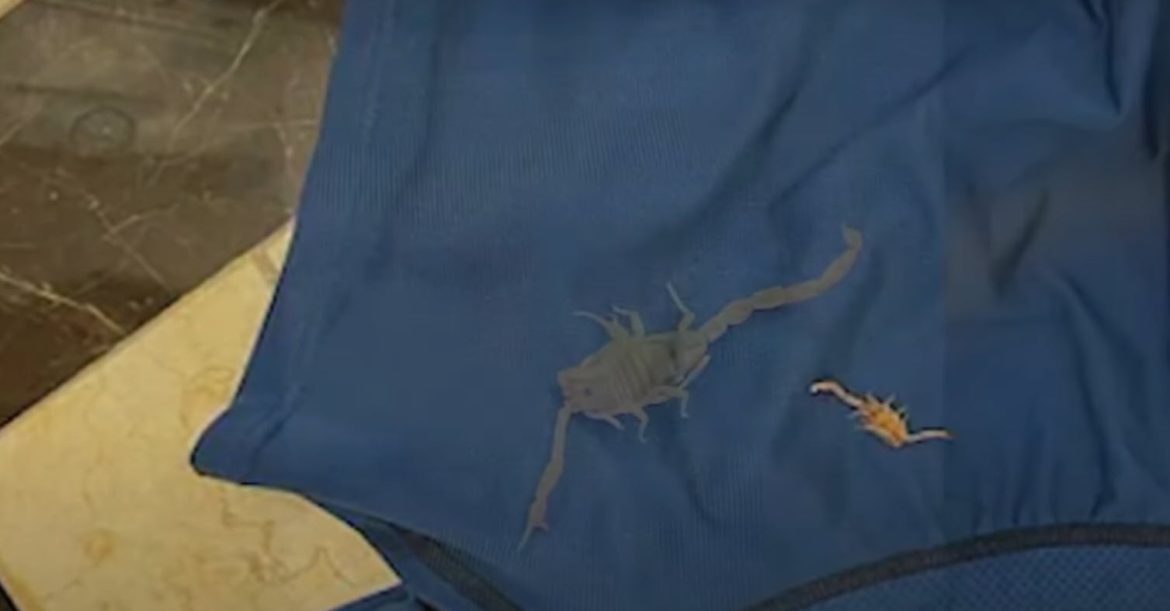 Nevada Luxury Resort Faces Lawsuit After Alleged Scorpion Sting Incident: Unraveling the Legal Details