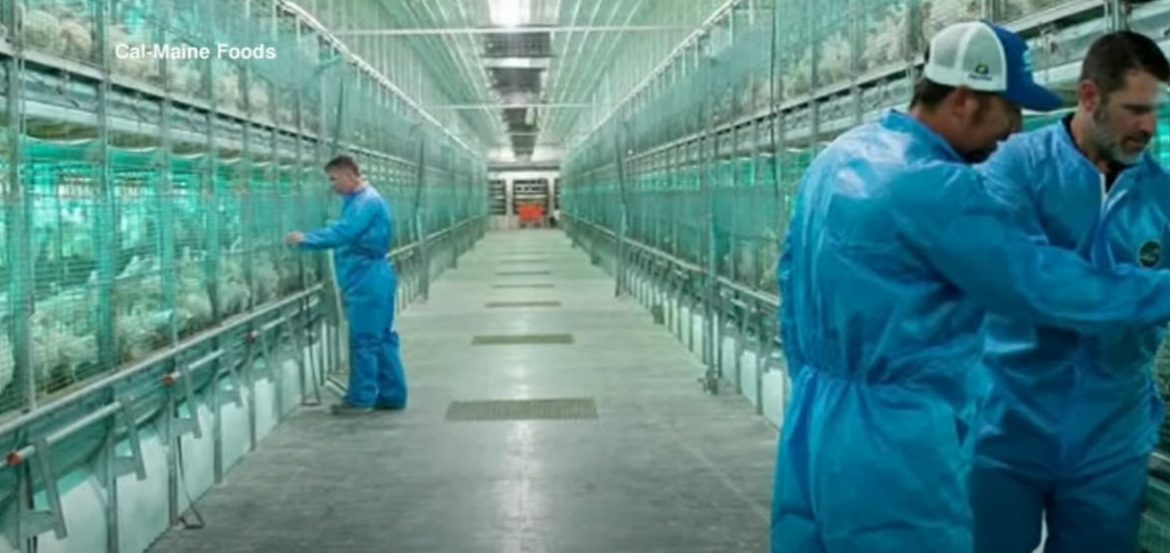 Texas Resident Tests Positive for Bird Flu After Cattle Exposure