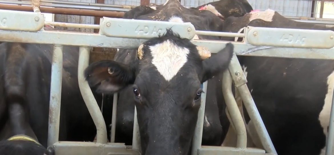 USDA Orders Dairy Cow Testing for Bird Flu Amid Concerns