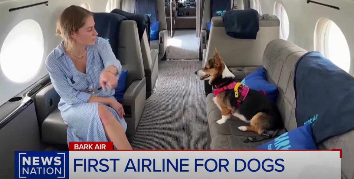 Bark Air Launches First Airline for Dogs