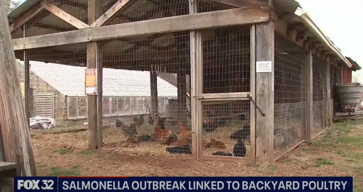 CDC Warns Against Snuggling Backyard Poultry Due to Salmonella Risk