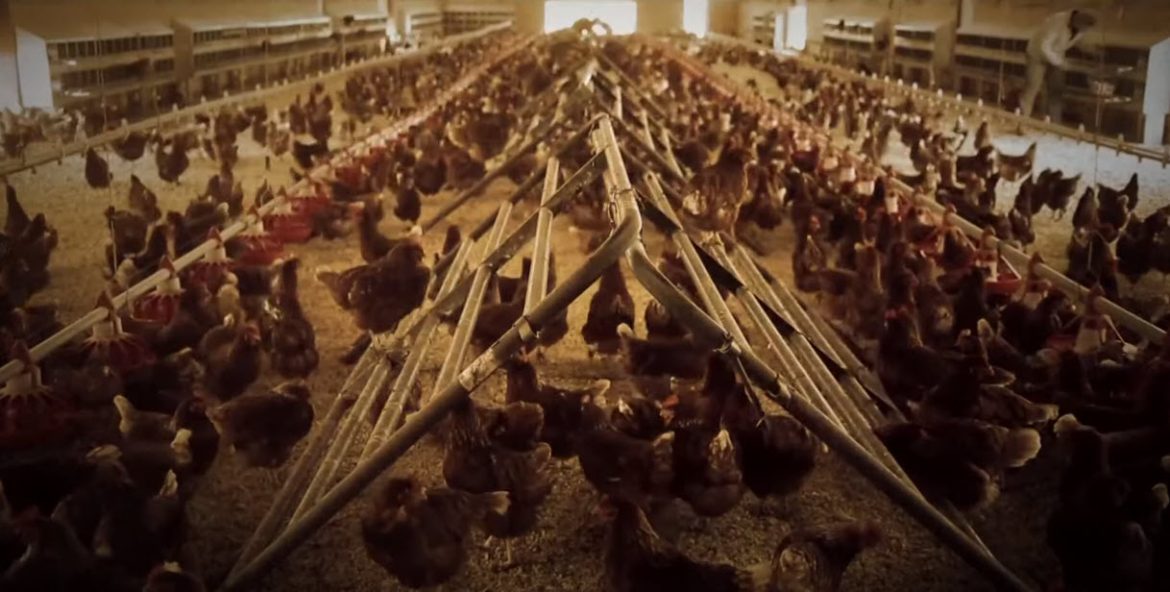 Senator Gillibrand Calls on White House to Ramp Up Bird Flu Prevention Efforts