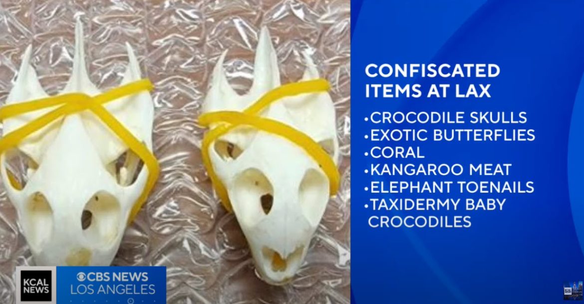 Thousands of Illegal Wildlife Items Seized at LAX