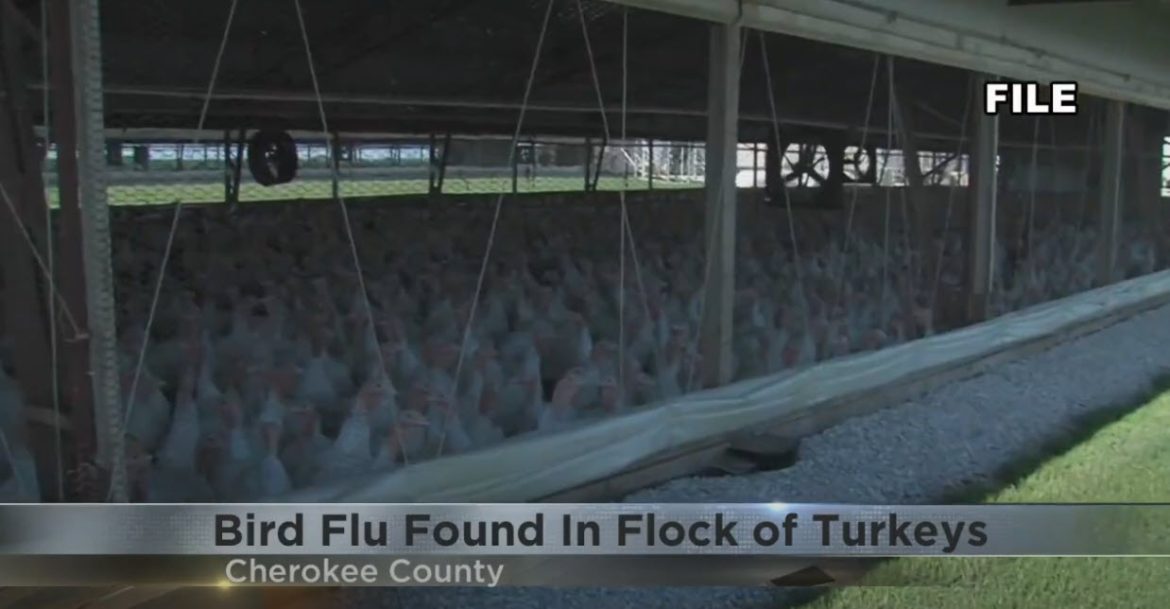 Iowa Governor Issues Disaster Proclamation for Bird Flu Outbreak