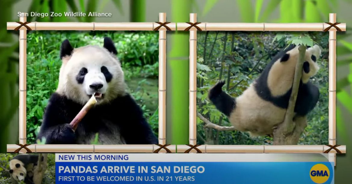 Giant Pandas Arrive in San Diego from China