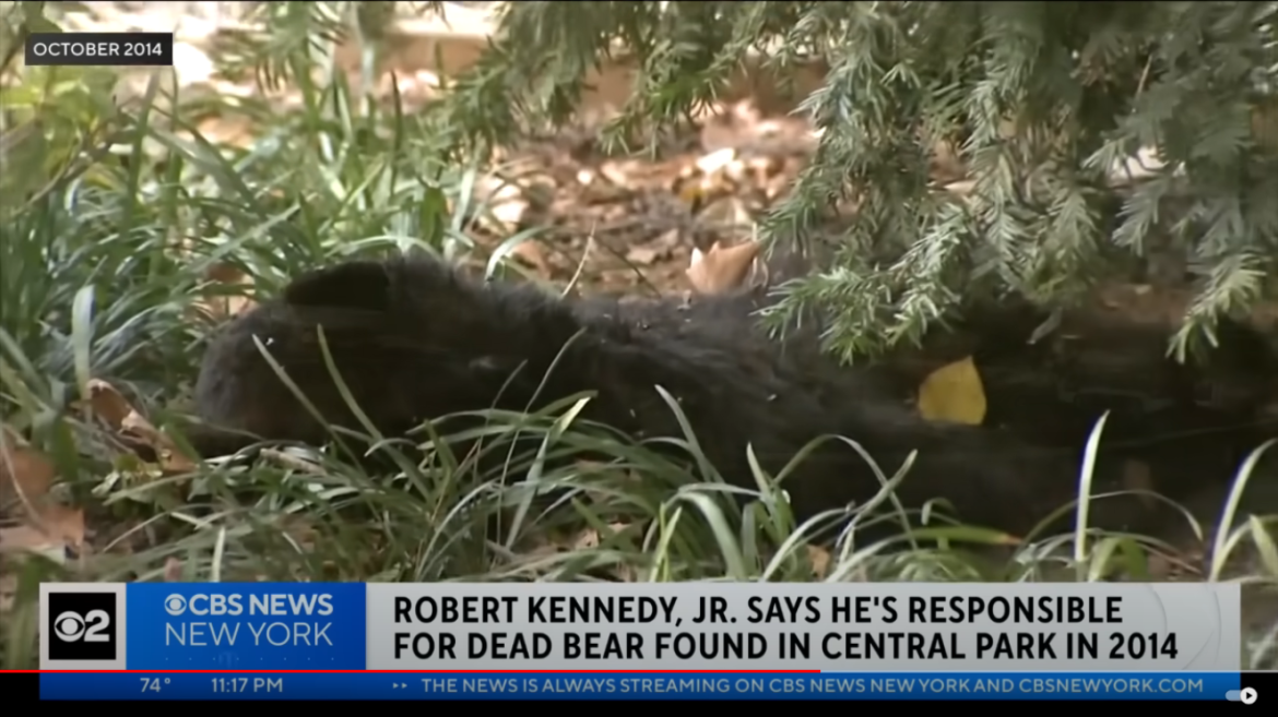 New Yorkers React to RFK Jr. Dumping Dead Bear Cub in Central Park a Decade Ago