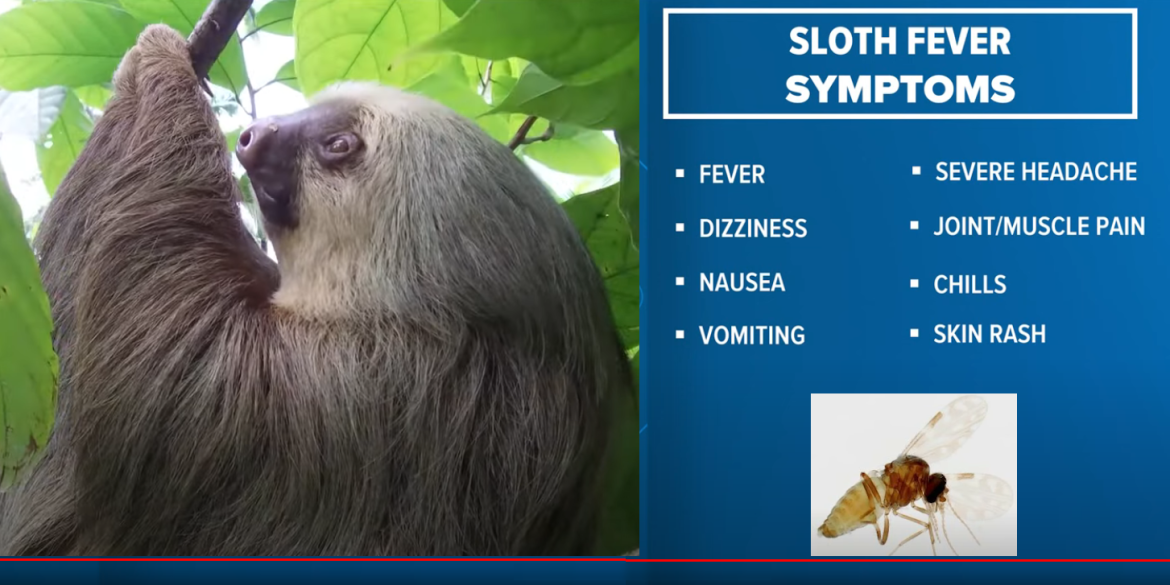 Sloth Fever Emerges as New Health Concern in the United States