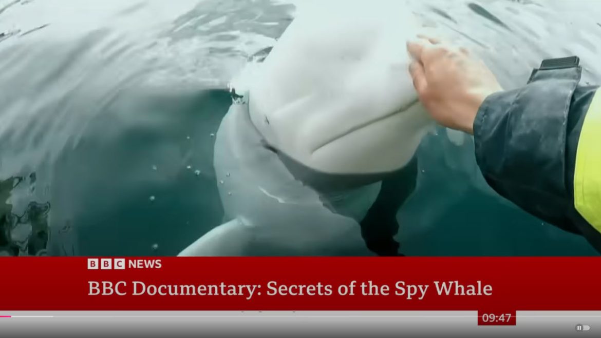 The Journey of Hvaldimir: From Russian Military Training to Norwegian Waters