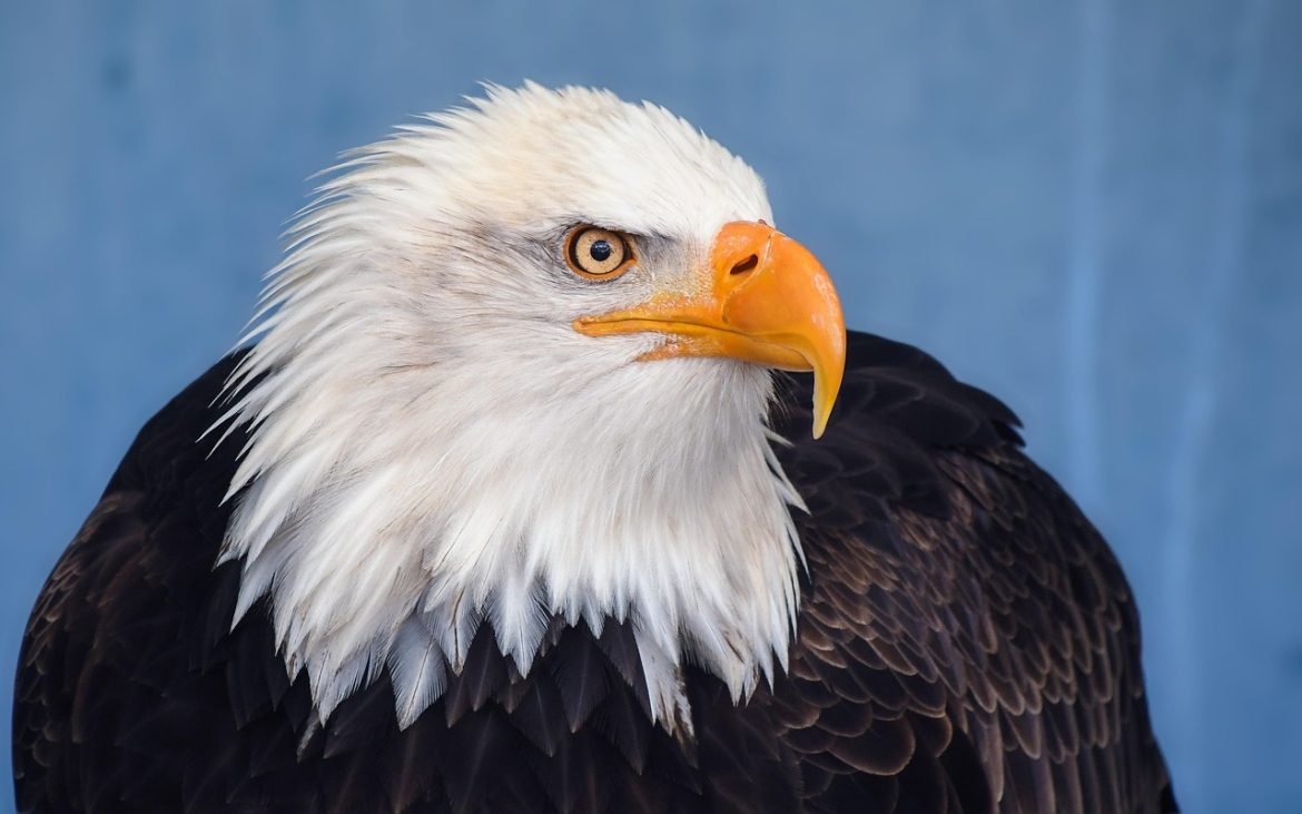 bald eagle eagle raptor bird 3209427